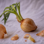 Les oignons qui germent, qu’est-ce qu’on en fait ?